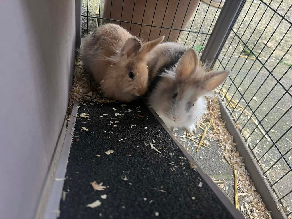2 konijnen te koop, Dieren en Toebehoren
