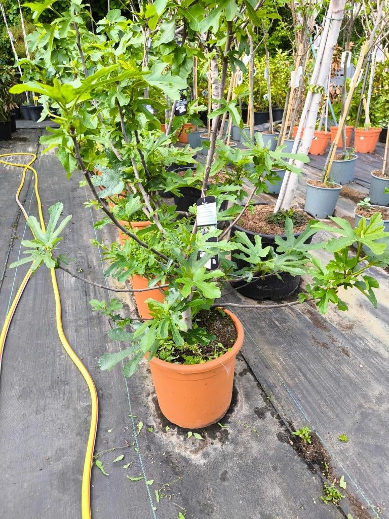 Vijgenbomen ficus carica winterhard, Figuier, En pot, Enlèvement, Printemps