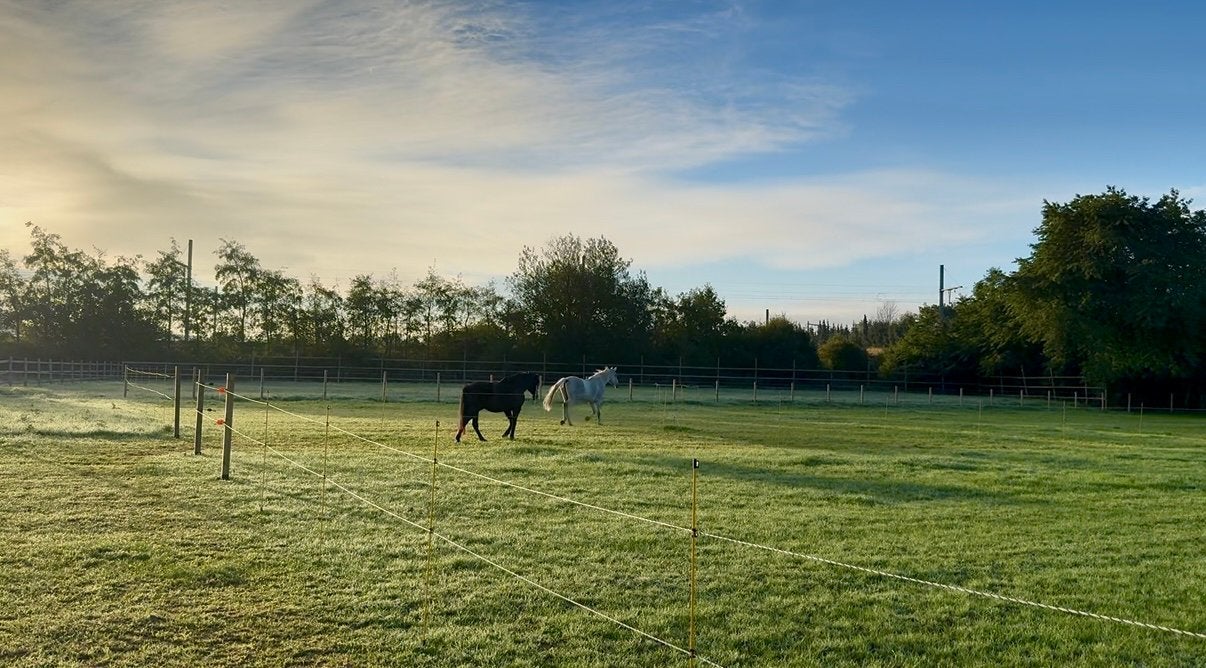 Weidepension aangeboden regio Landen/Gingelom, Mise à l'étable, 1 cheval ou poney
