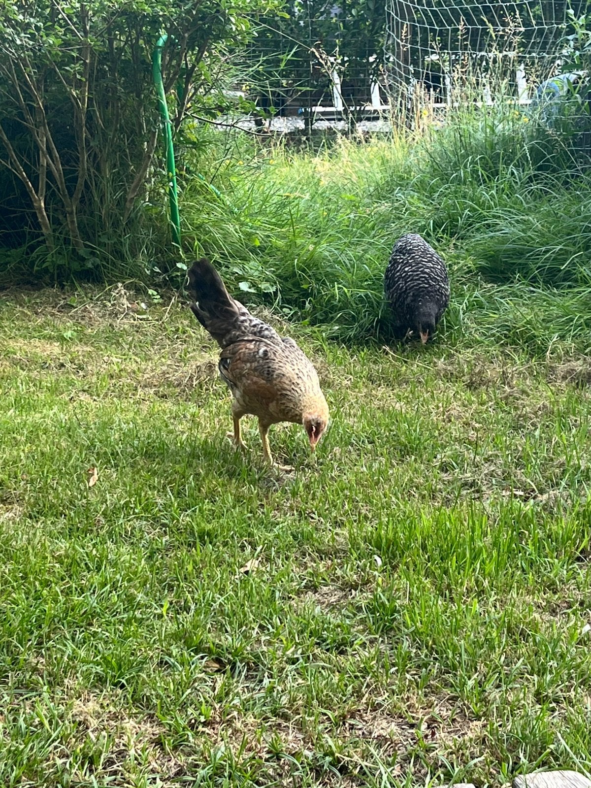 Jonge cream legbar haantje, Dieren en Toebehoren, Pluimvee