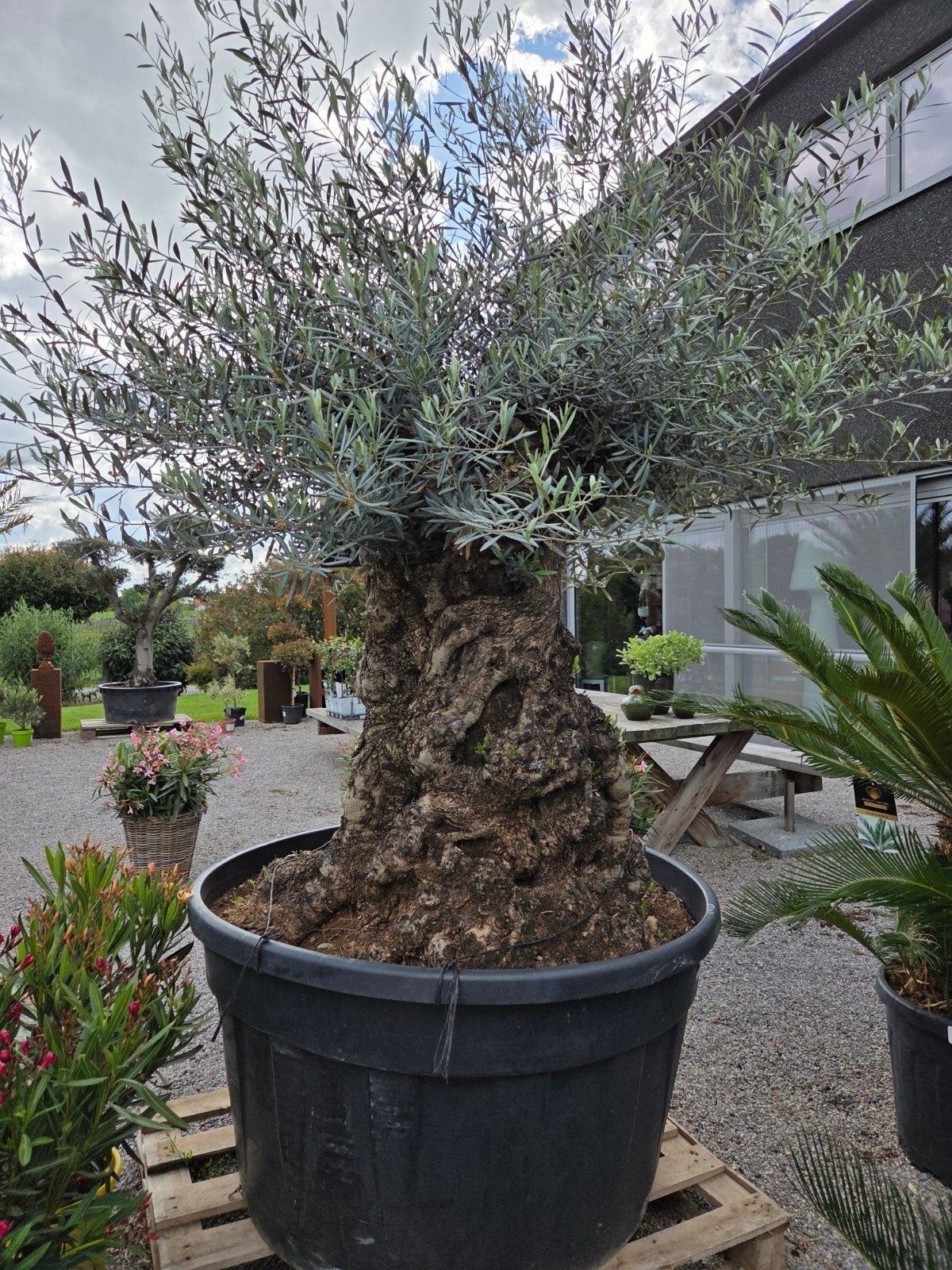 Olijfboom Olea Europaea Bonsai, Ophalen, Olijfboom