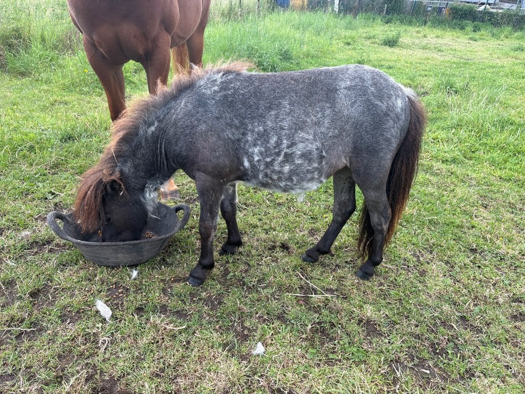Mini Shetlander jaarling merrie met Belgisch stamboek, Merrie, Met stamboom, 0 tot 2 jaar, A pony (tot 1.17m)
