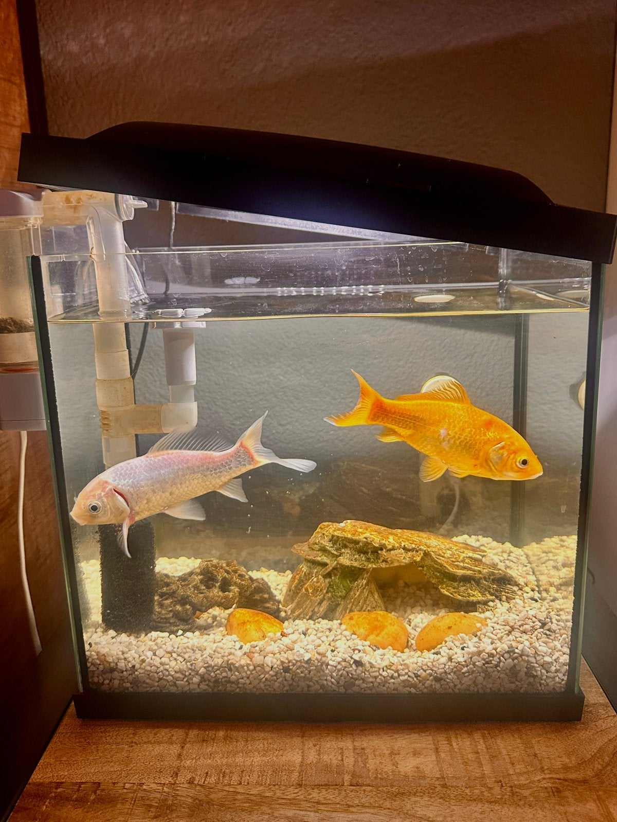 2 goudvissen met bijbehorende accessoires – GRATIS!, Zoetwatervis