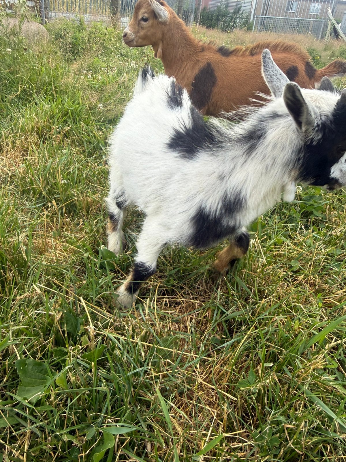 Bokje, Dieren en Toebehoren, Schapen, Geiten en Varkens