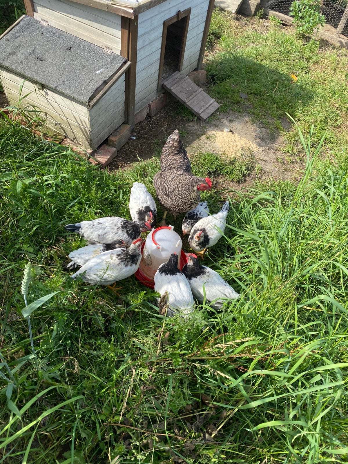 Haantjes te koop