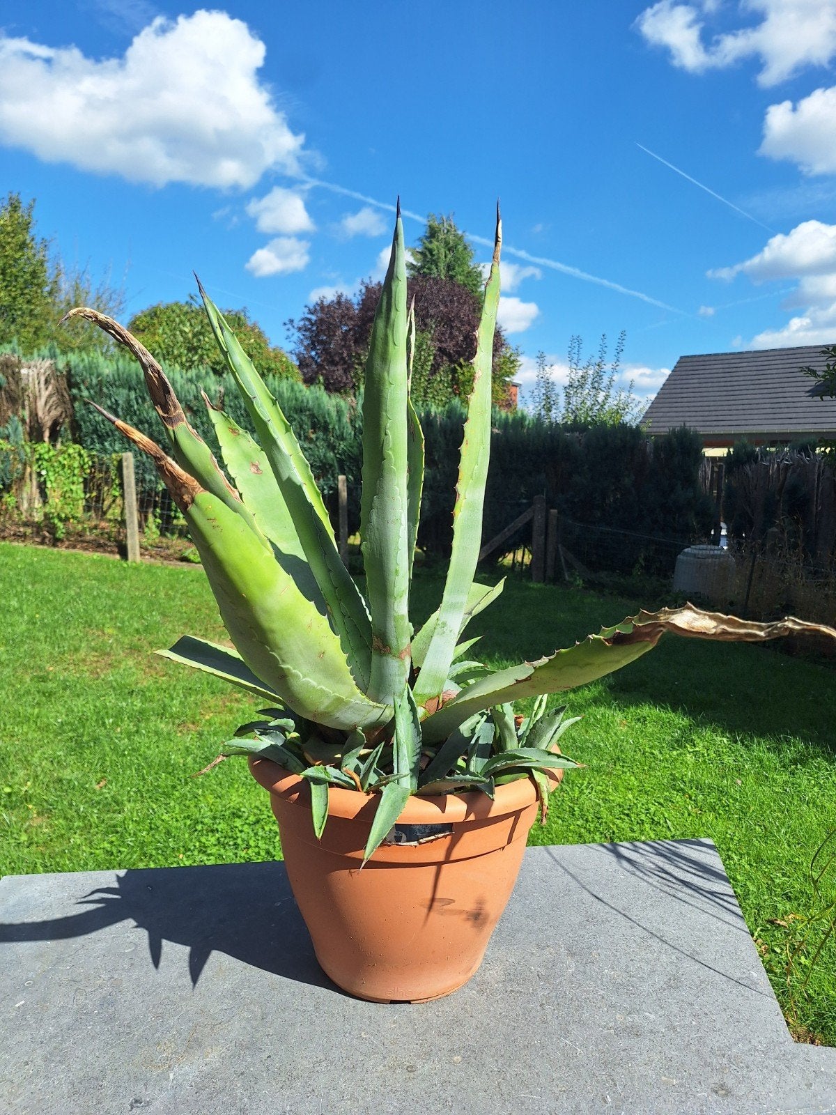 Agaves, Jardin & Terrasse, Enlèvement
