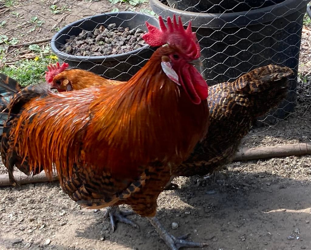 Zingems leghoen - koppel, Dieren en Toebehoren, Pluimvee