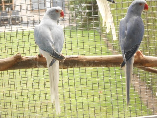 perruches à collier, opaline, queue pâle 2026, Plusieurs animaux, Perruche, Bagué