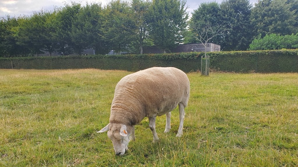 Ooi voor slacht, Animaux & Accessoires, Moutons, Chèvres & Cochons, Femelle, Mouton, 6 ans ou plus
