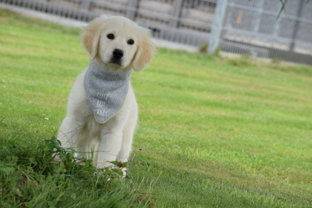 Chiots Golden Retriever, Golden retriever, Plusieurs, Hépatite contagieuse (maladie de Rubarth), Belgique