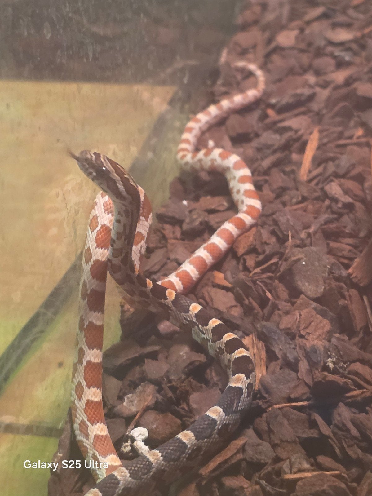 baby korenslangen, Serpent, 0 à 2 ans