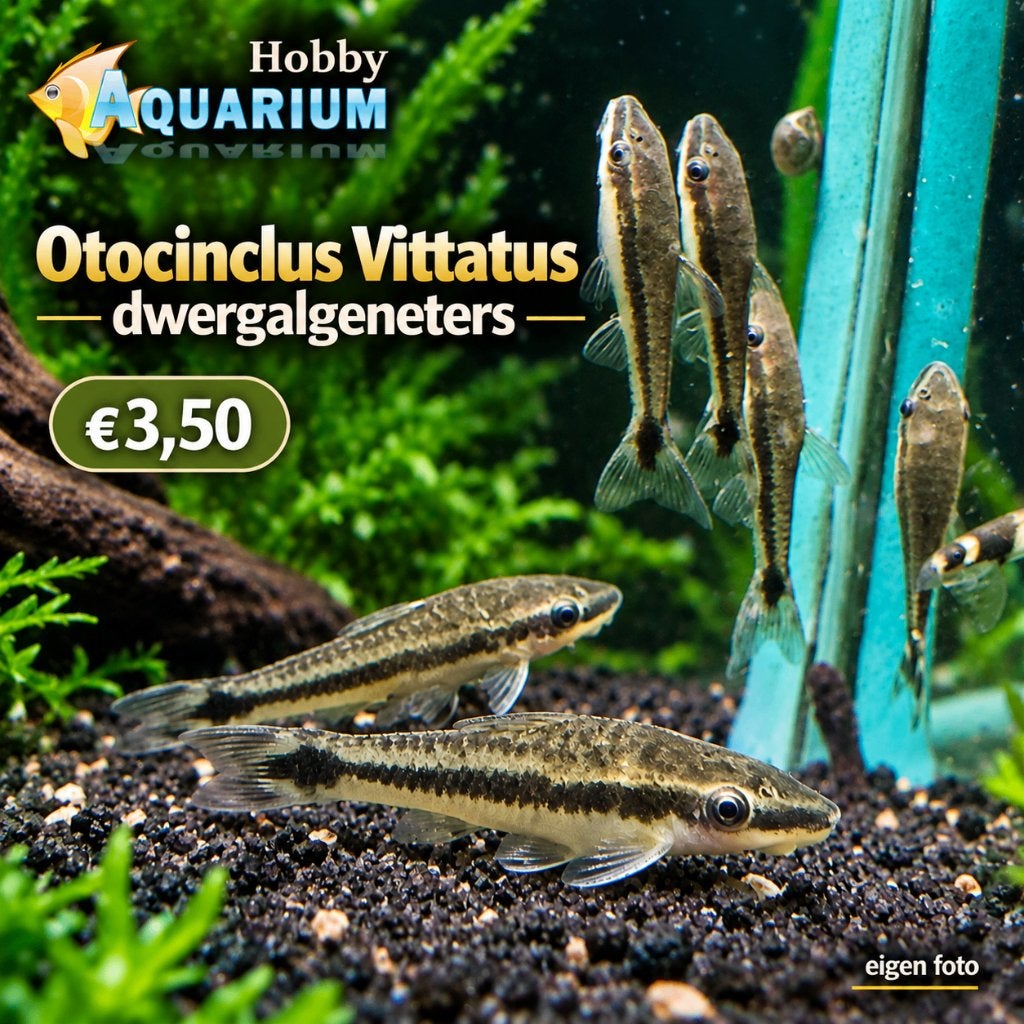 Ottocinclus Vittatus/dwergalgeneter Zat19 / Zon20 September, Dieren en Toebehoren, Vis, Zoetwatervis, Schoolvis