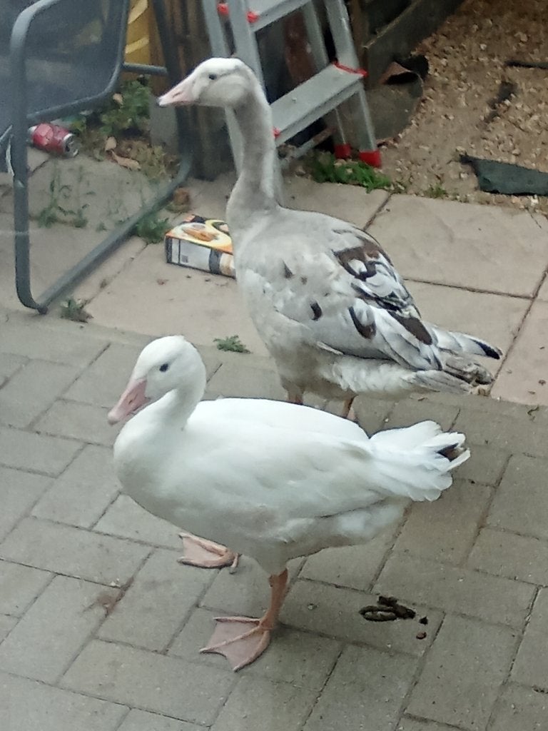 Ganzen, Dieren en Toebehoren, Pluimvee