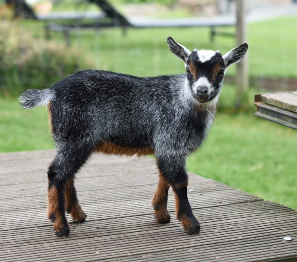Dwerggeit Blauwschimmel tan bokje, Dieren en Toebehoren, Schapen, Geiten en Varkens
