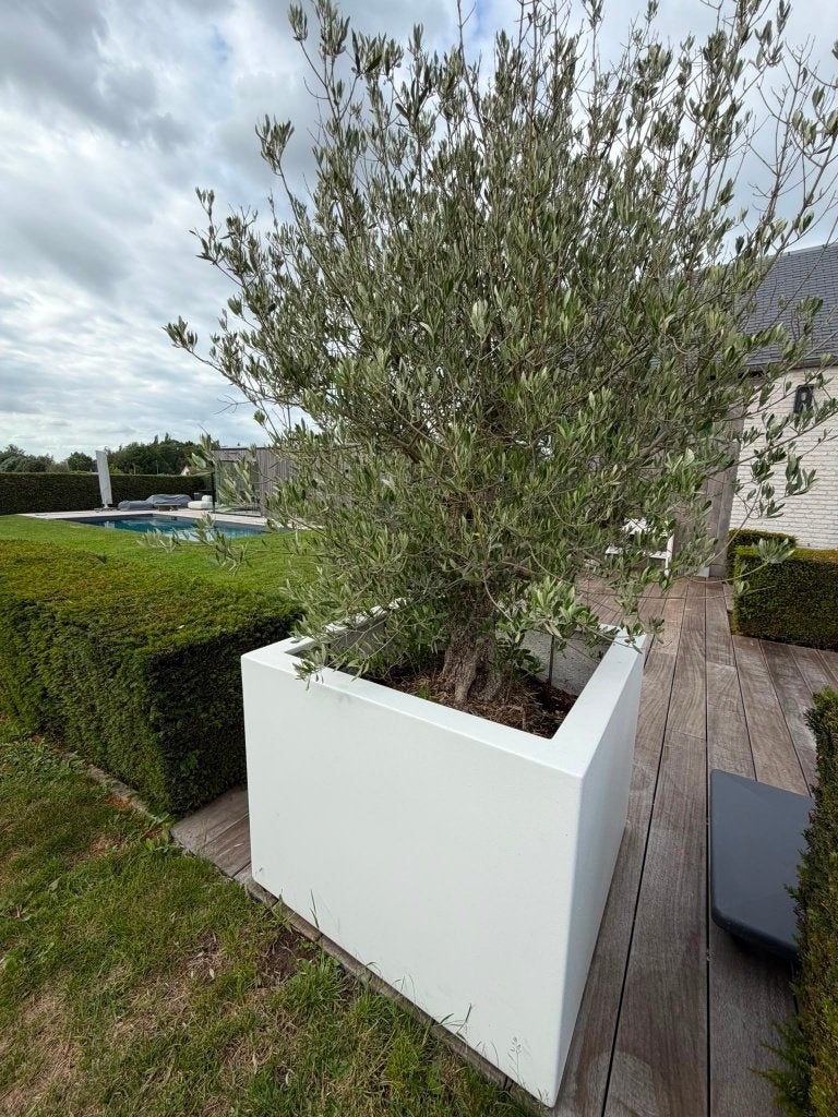 Olijfboom in polyester plantbak (100x100x80), Tuin en Terras, Ophalen, In pot, Olijfboom, 100 tot 250 cm
