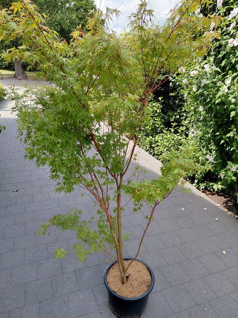 Acer Sango Kaku, Tuin en Terras, Ophalen, Herfst, Halfschaduw