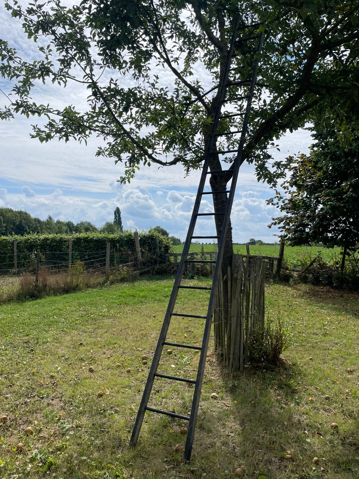 Ladder, Doe-het-zelf en Bouw, Ladders en Trappen, Ophalen, Zo goed als nieuw, Ladder