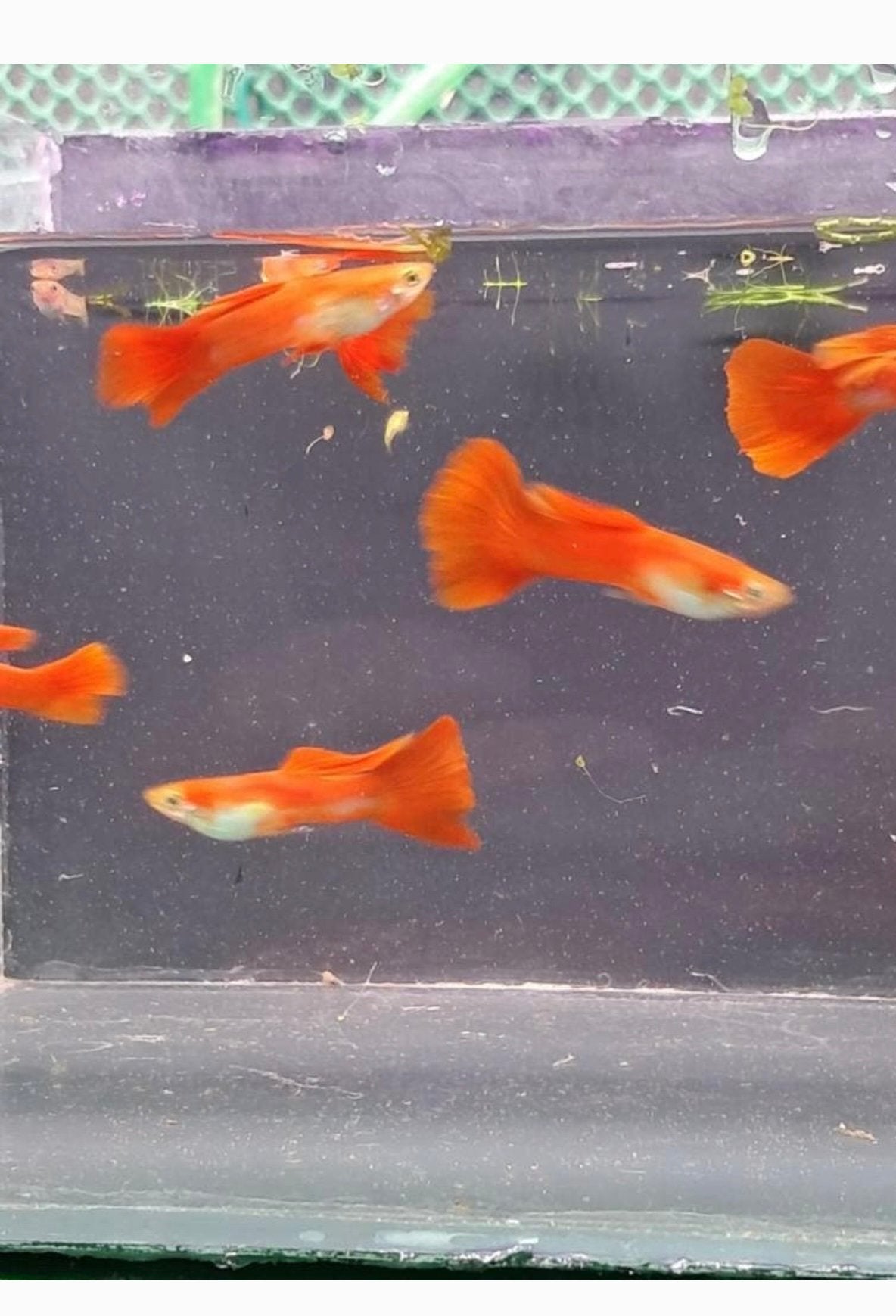 Guppy en blacky molly babys te koop, Dieren en Toebehoren