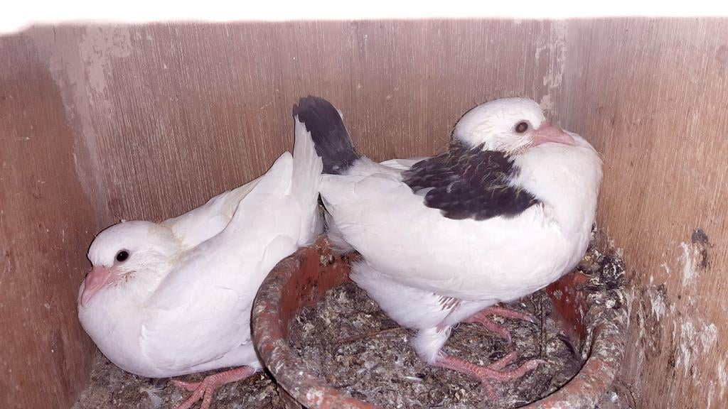 4 sierduifjes te koop, Dieren en Toebehoren, Geslacht onbekend