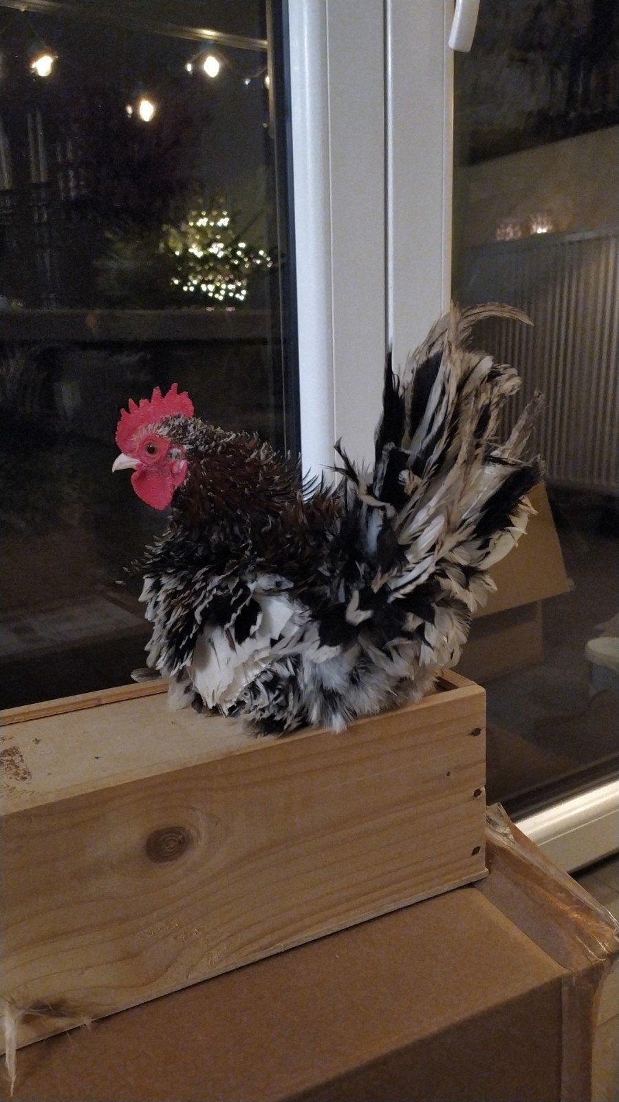 Serama haantje Bernard, Dieren en Toebehoren, Pluimvee