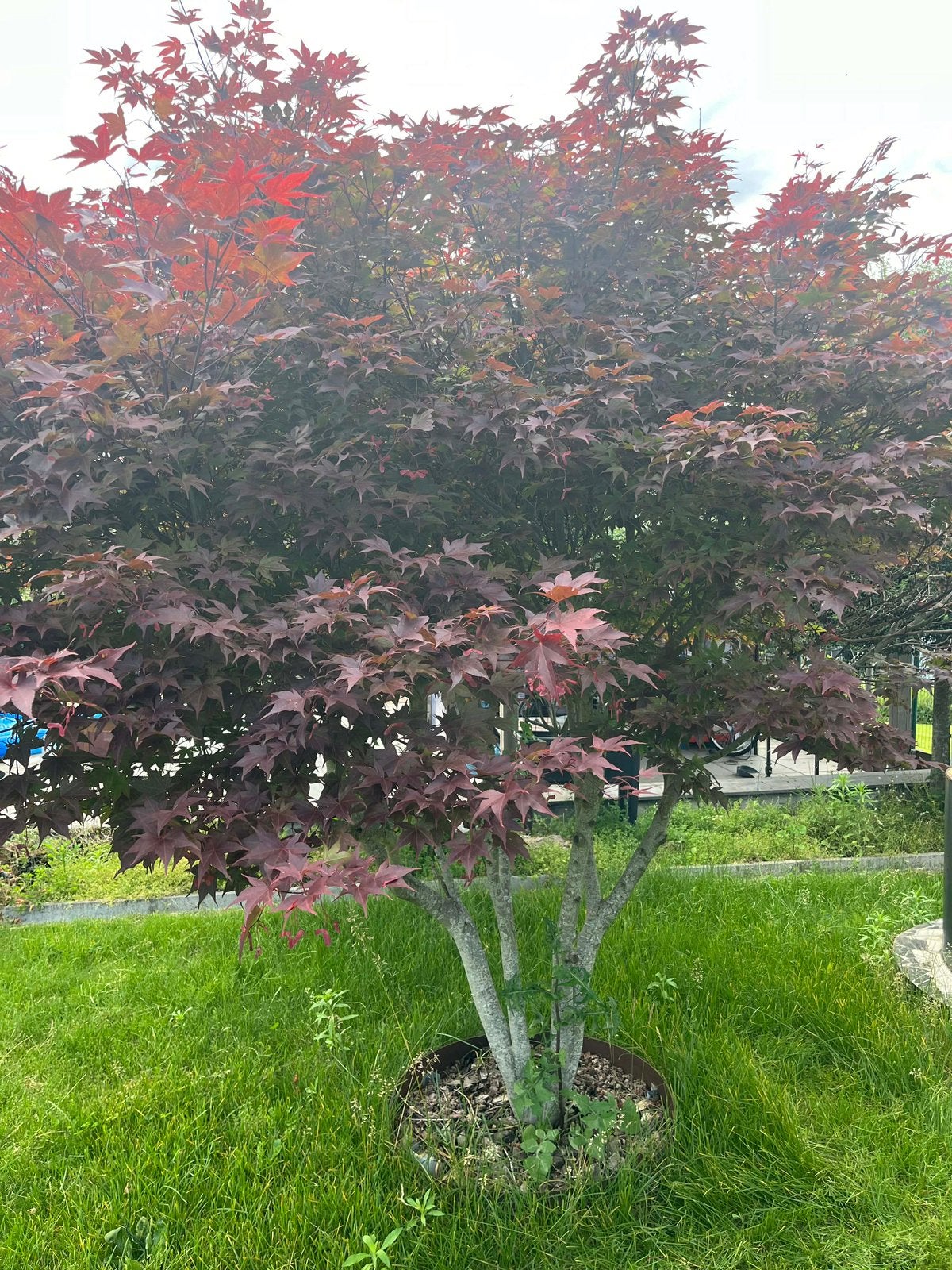 Japanse esdoorn boom, Tuin en Terras, Ophalen