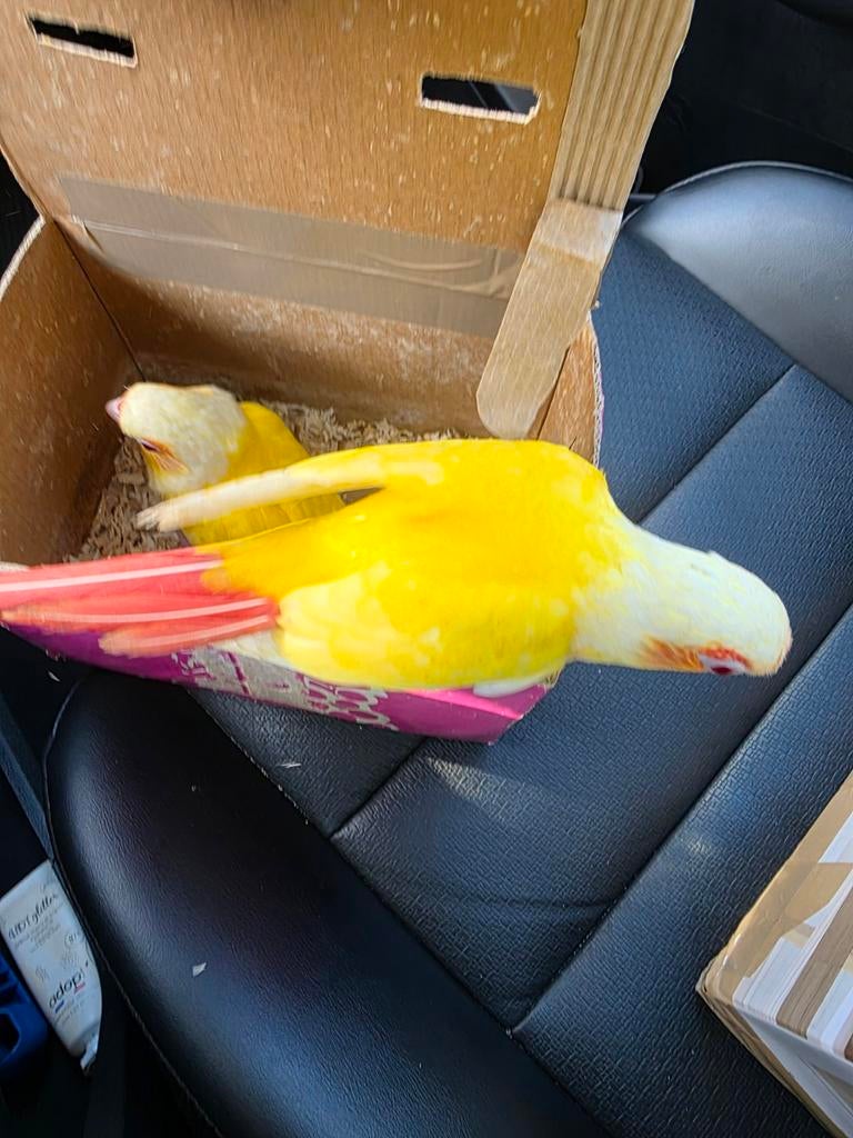 Conure eam, Dieren en Toebehoren