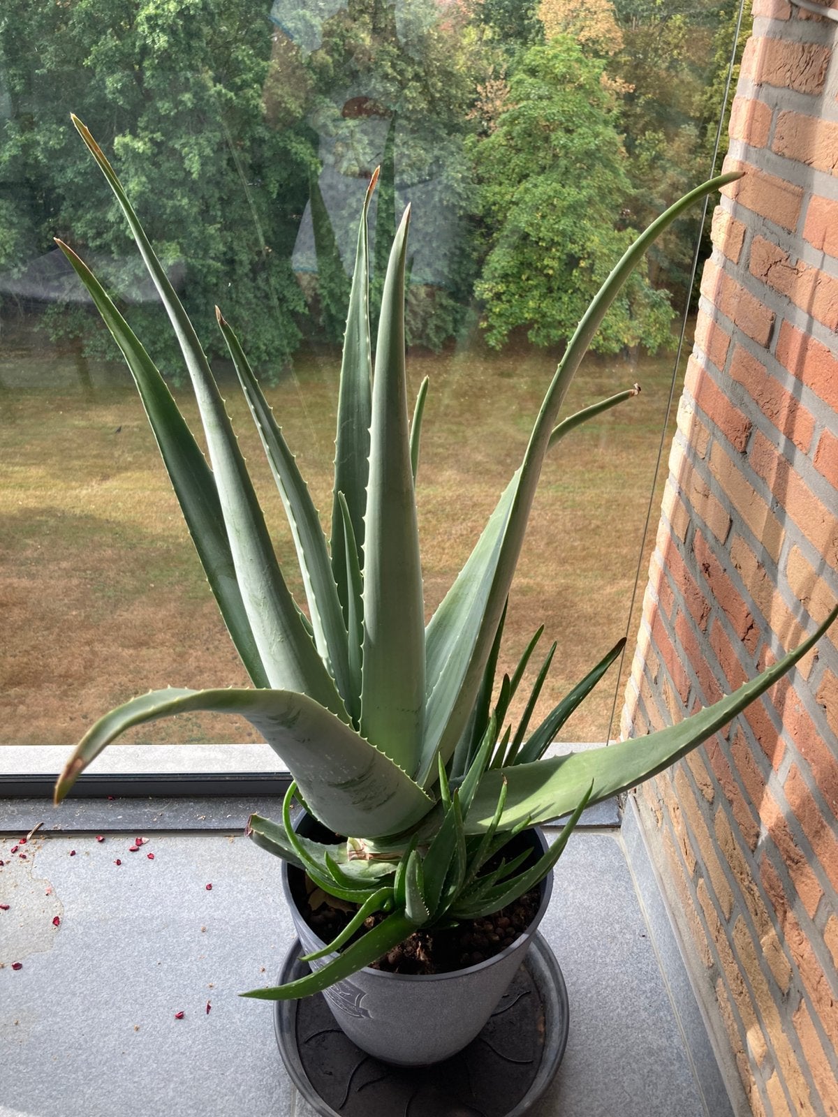 Aloe vera, Ophalen, Vetplant, Minder dan 100 cm, Volle zon