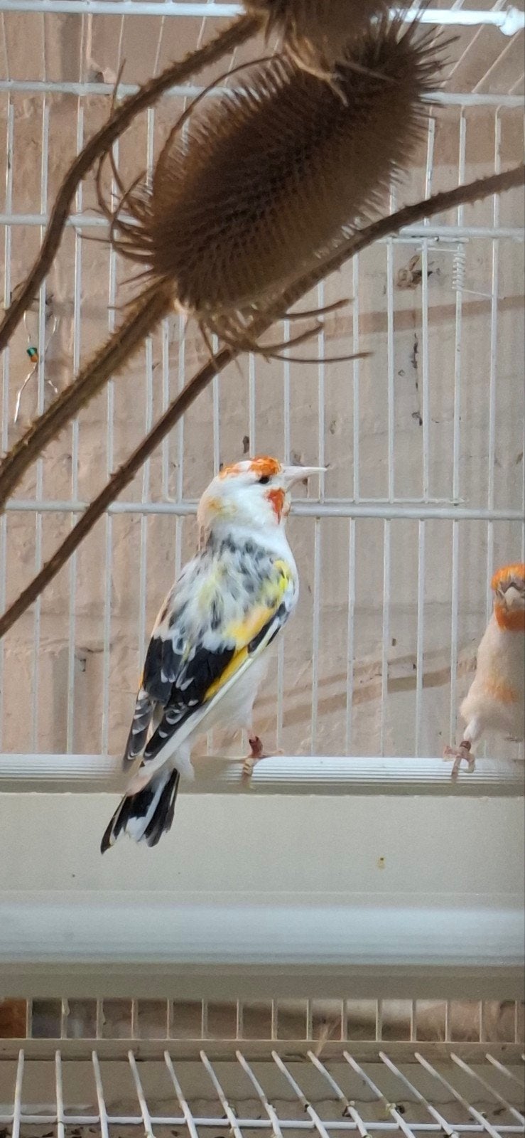 couple chardonneret 2024, Animaux & Accessoires, Mâle