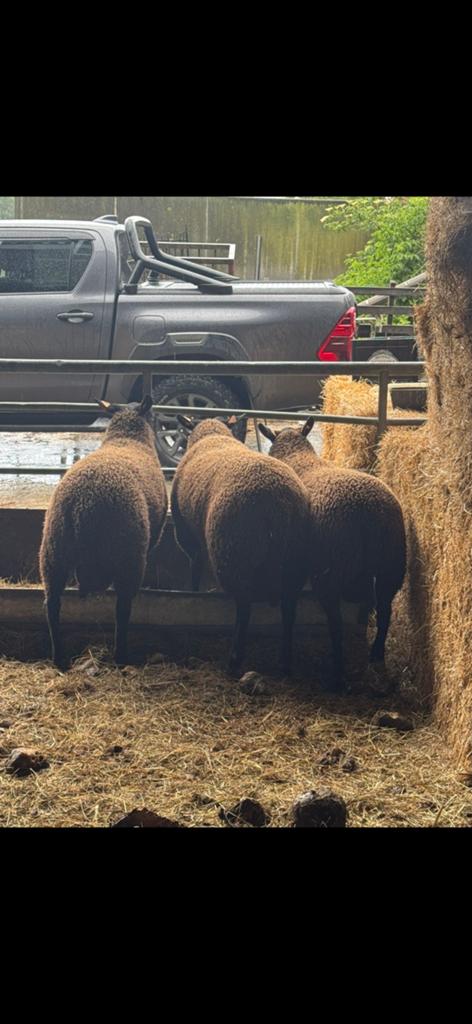 Schapen rammen 7 maand 9 maand tussen 300€ en 350€
