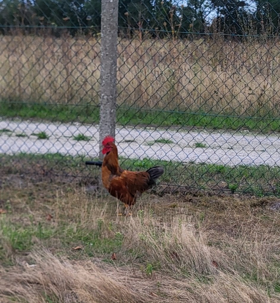 Haan, Dieren en Toebehoren, Pluimvee, Mannelijk, Kip