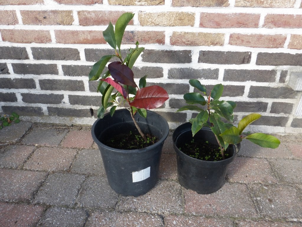 GLANSMISPEL( RED ROBIN), Tuin en Terras, Ophalen, Overige soorten, Struik, 250 cm of meer