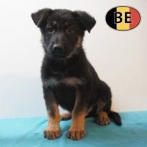 Berger allemand chiots au caractère remarquable à vendre, Commerçant, 8 à 15 semaines, Plusieurs, Hépatite contagieuse (maladie de Rubarth)