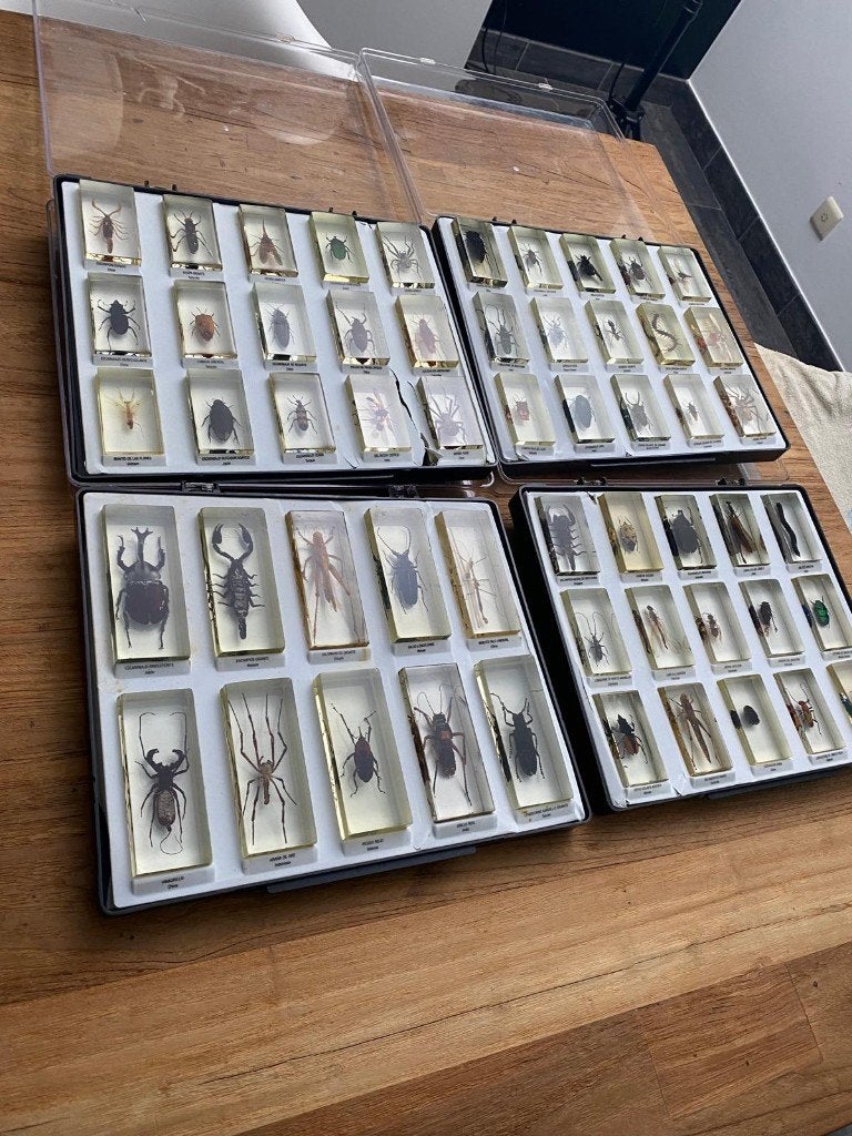 Insectenverzameling in hars - 55 stuks in 4 verzameldozen, Animaux & Accessoires, Autres espèces