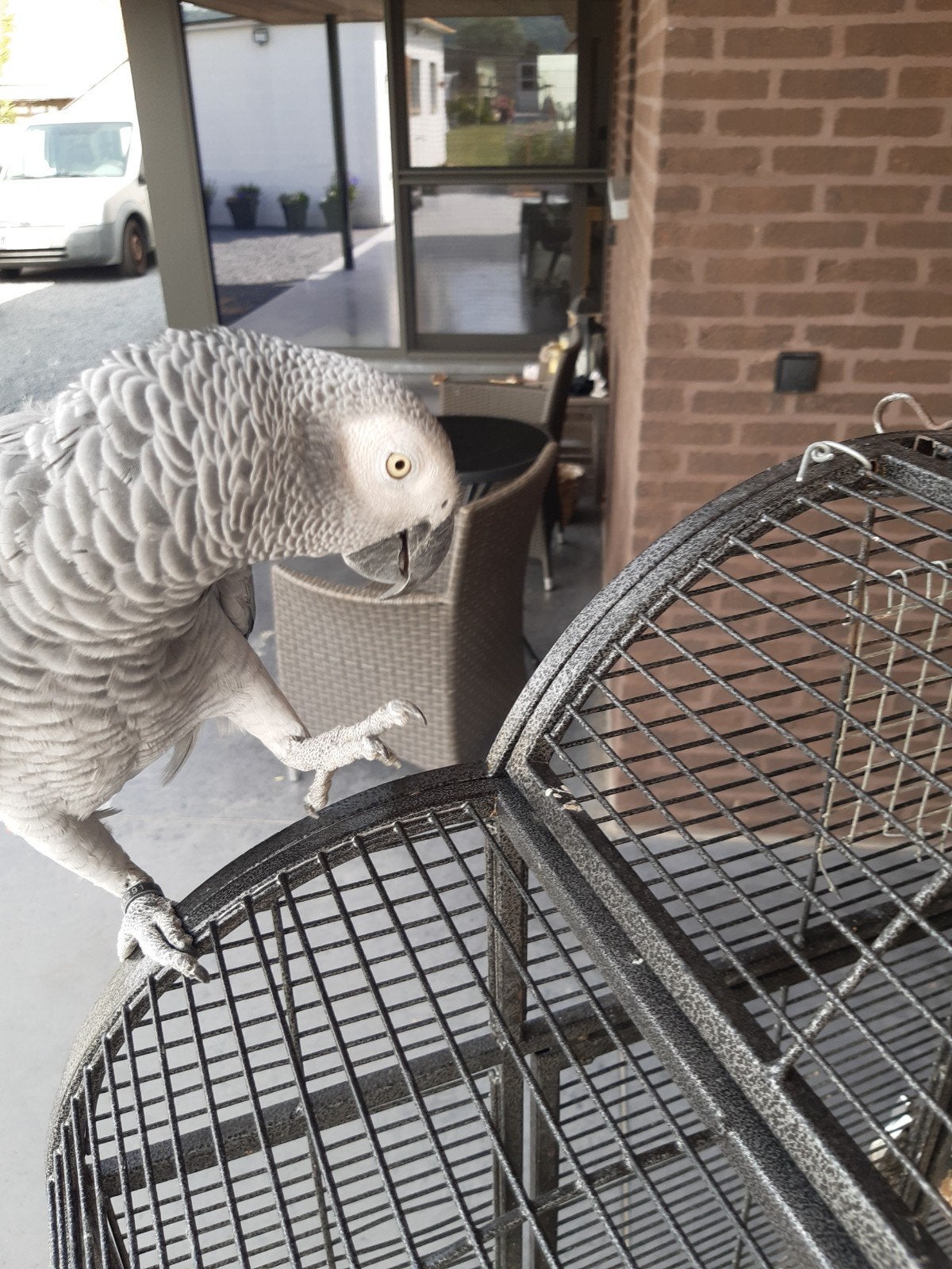 Papegaaien  en parkieten  opvang, Perroquet
