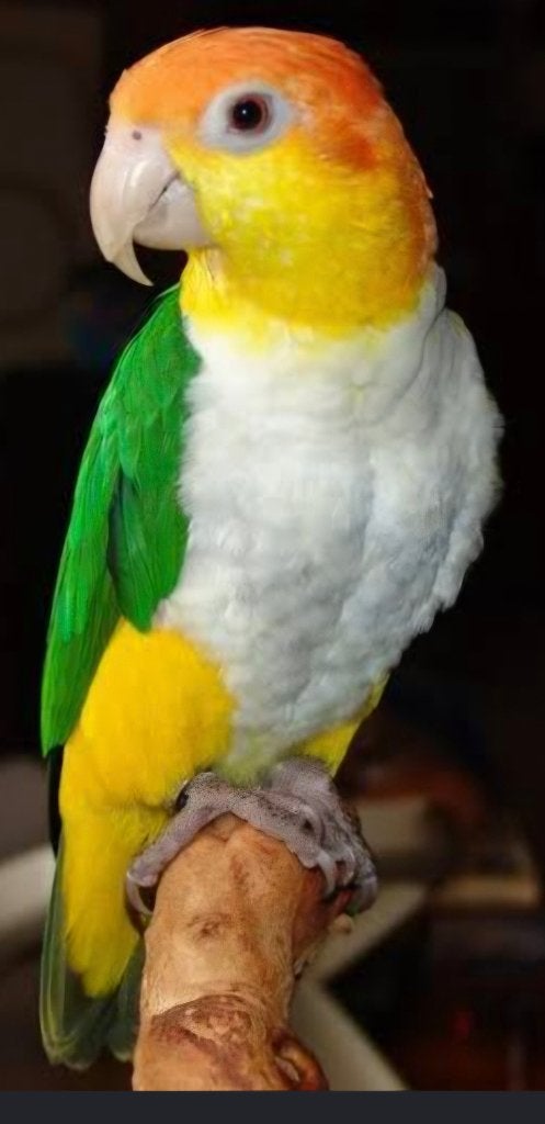 Recherche couple Caique tête orange, Dieren en Toebehoren, Geringd