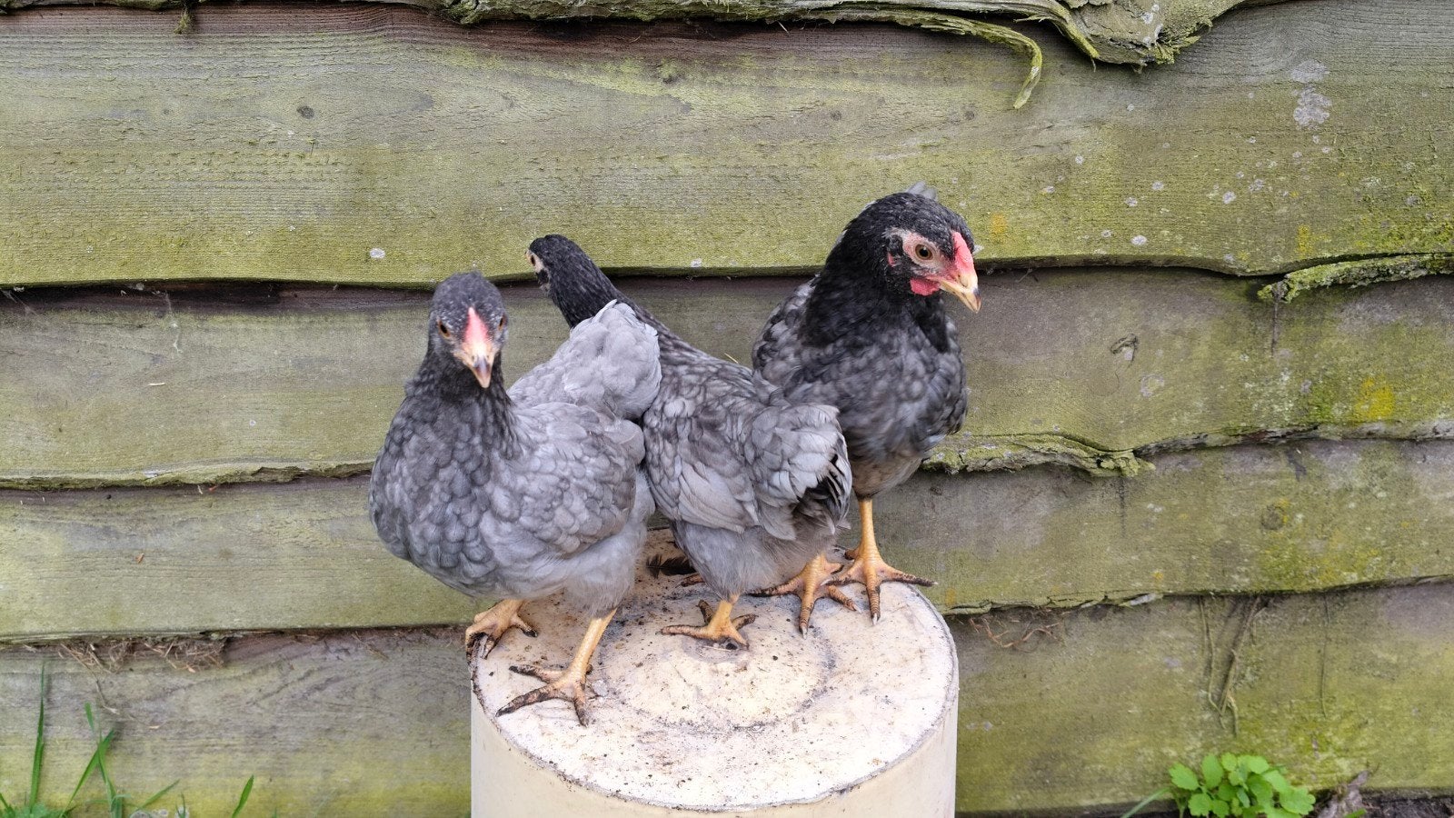Mooie kleuren wyandotte krielen, Dieren en Toebehoren