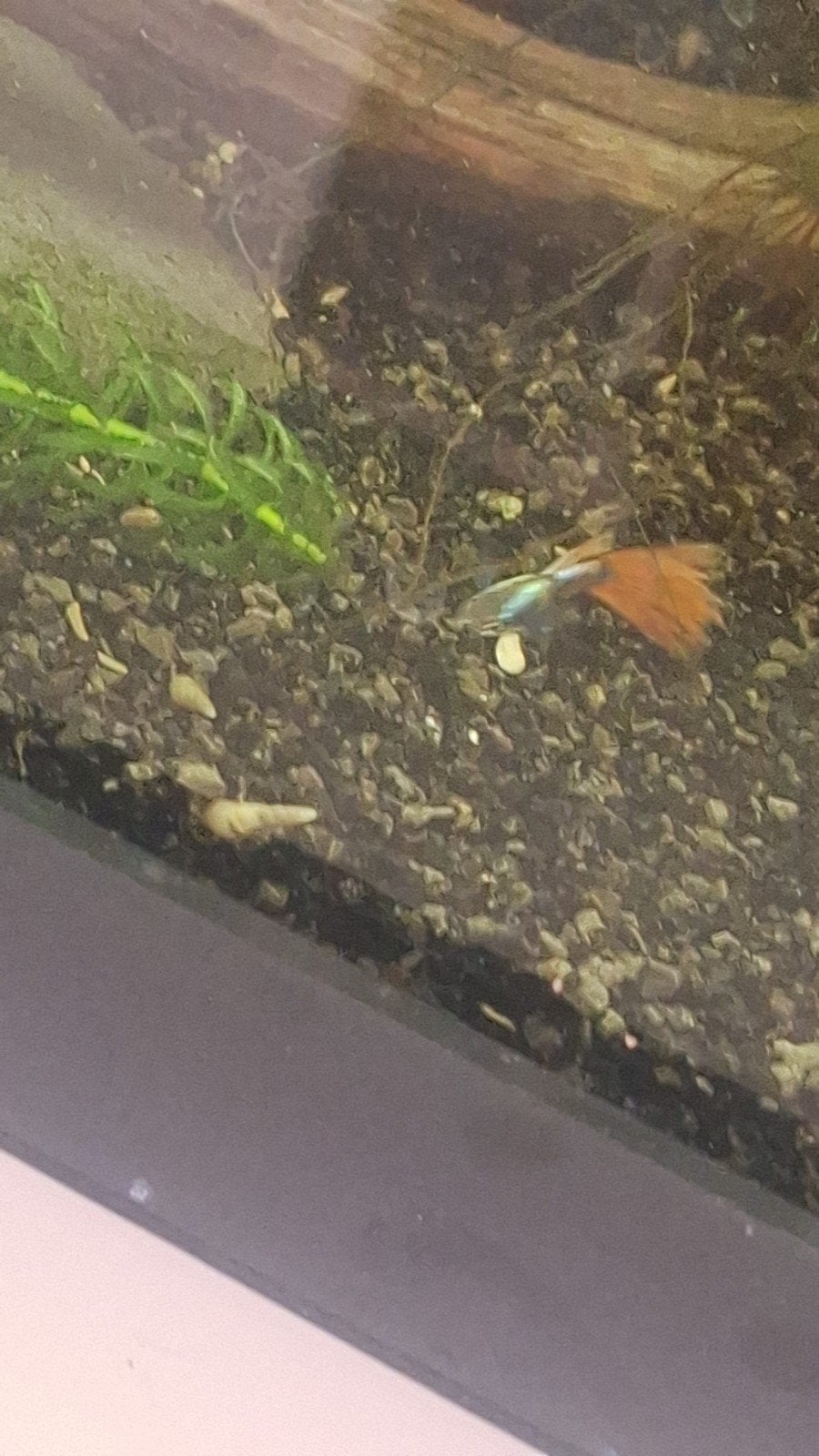 guppies
