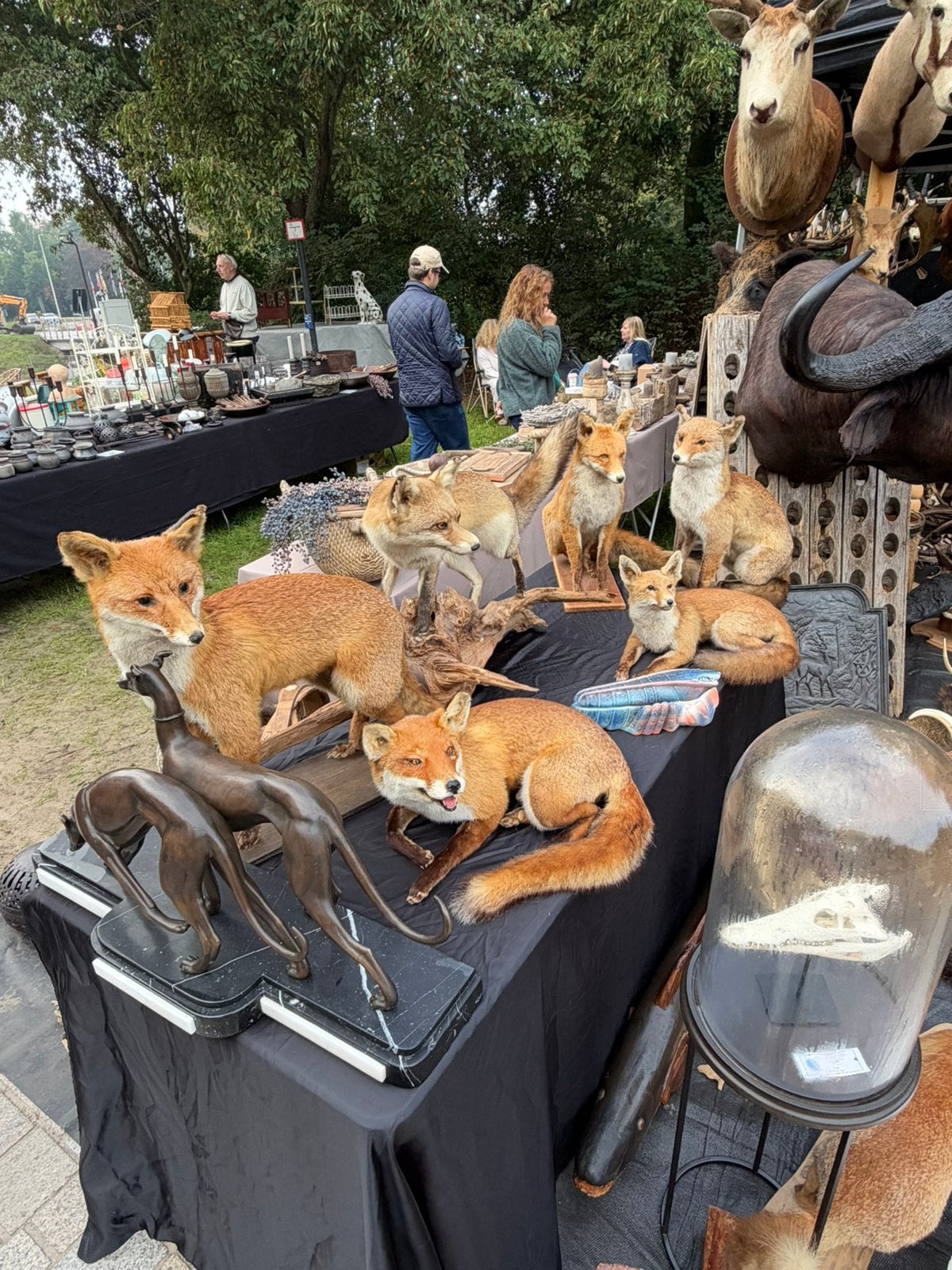 Vossen taxidermie, Ophalen