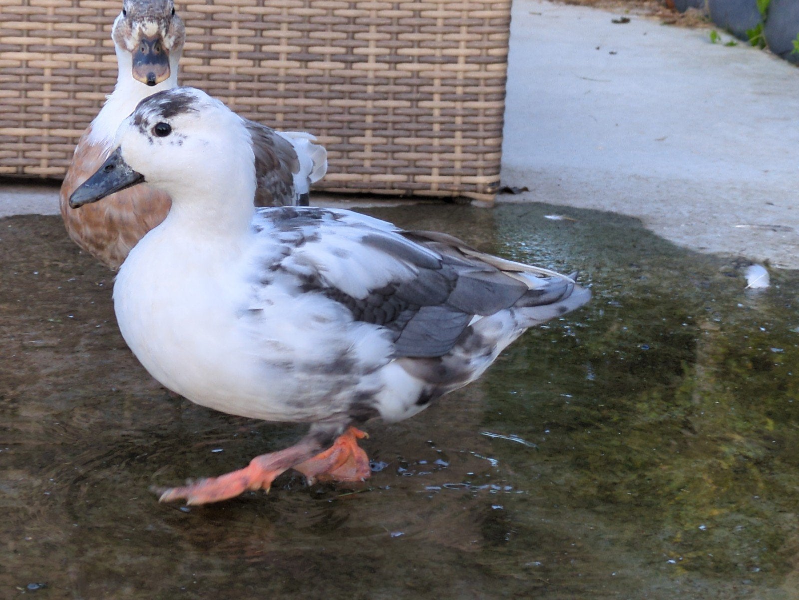 Kwakers, Plusieurs animaux, Canard