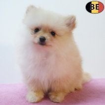 Spitz blanc et crème — Petites boules de bonheur à vendre, Commerçant, Loulou, Maladie de Carré (chiens), 8 à 15 semaines