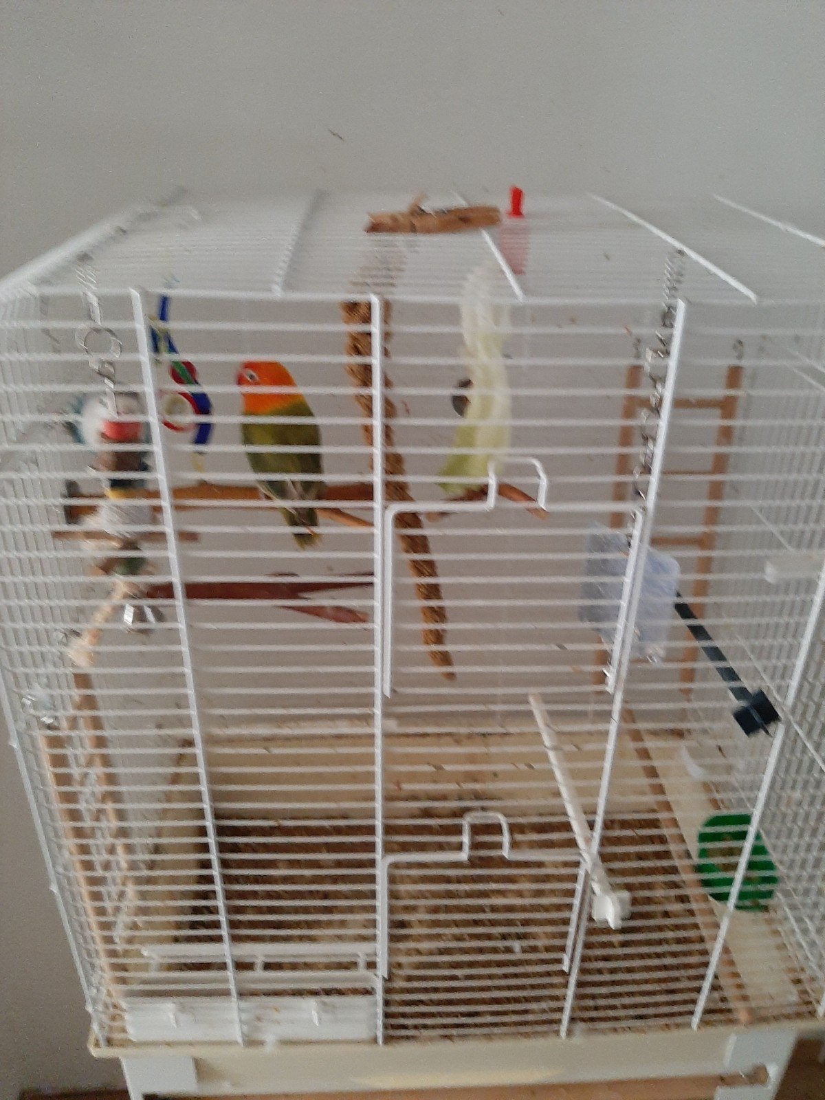 2 dwergpapagaaien alles inclusief (kooi+eten), Dieren en Toebehoren, Ophalen of Verzenden