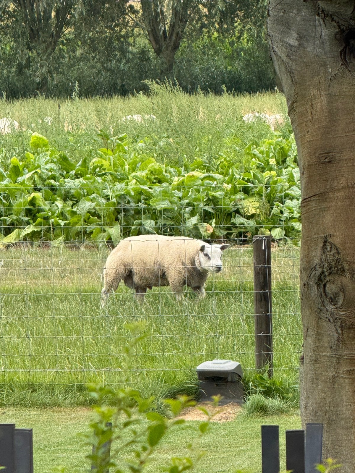 Mooie ram en ooilammeren te koop.