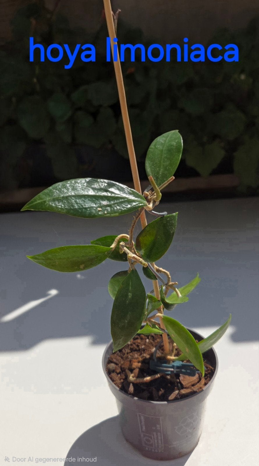 Hoya, Huis en Inrichting, Kamerplanten, Verzenden