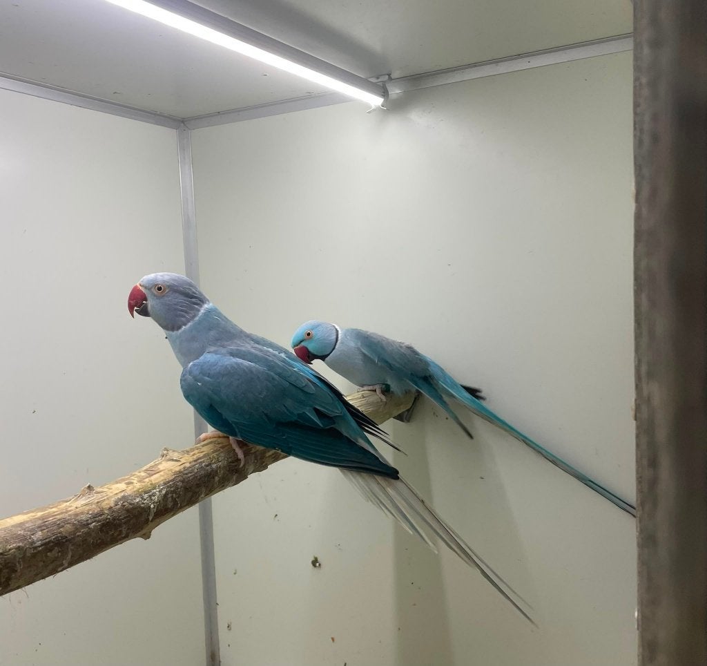 kweekkoppel halsbandparkieten opaline wkws pallid, Dieren en Toebehoren, Parkiet