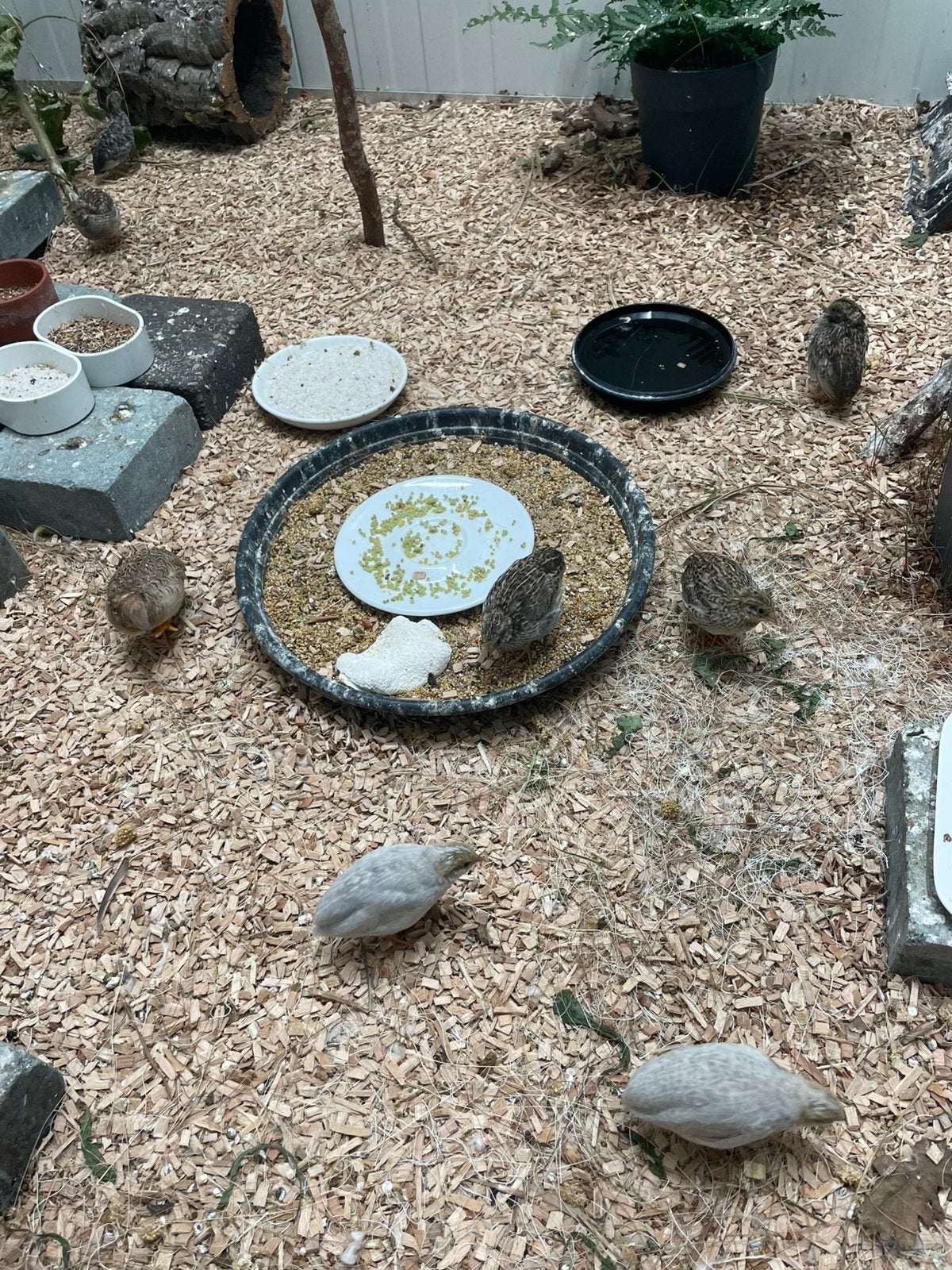 Chinese dwergkwartels, Dieren en Toebehoren, Vogels | Overige Vogels, Meerdere dieren