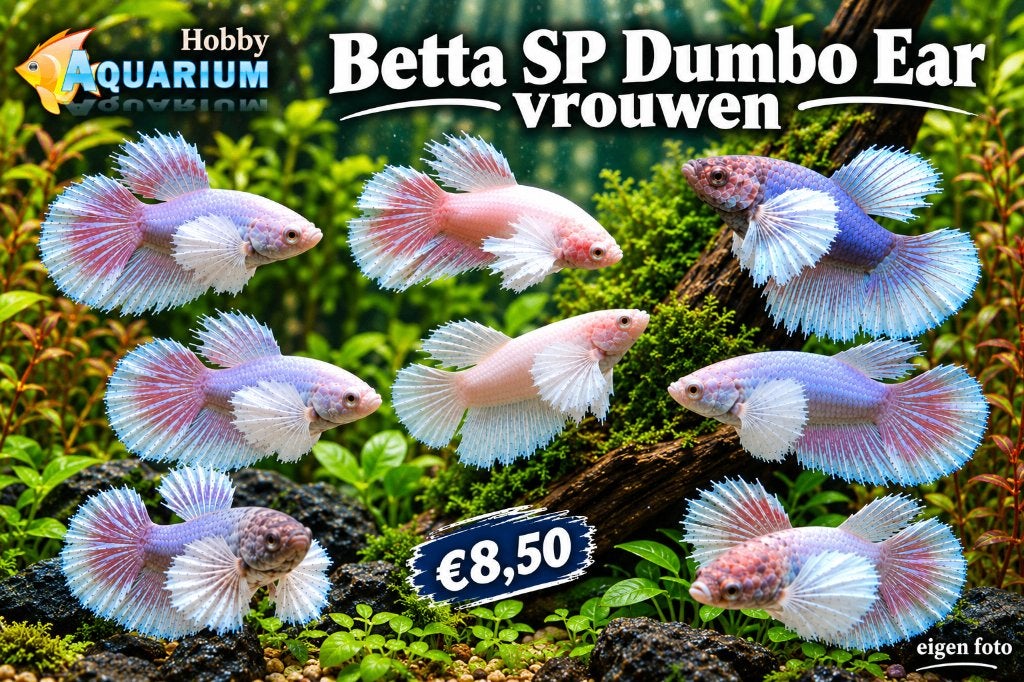 Hobbyaquarium Betta SP Dumbo Ear Female -Vrouwen, Vis, Zoetwatervis, Schoolvis