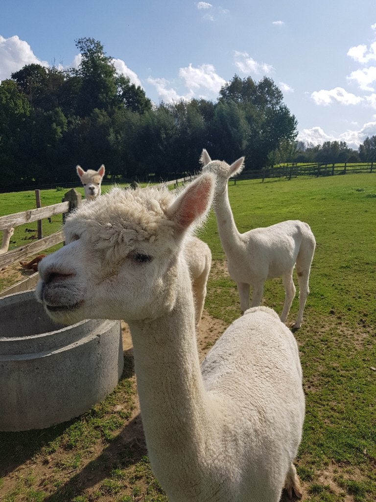 Étalon alpaga âgé d'un peu moins de 3 ans, Animaux & Accessoires, Moutons, Chèvres & Cochons, Mâle, 0 à 2 ans
