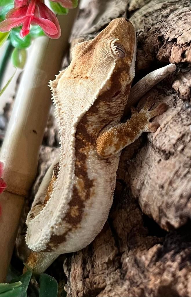 Tricolor Lilly white wimpergekko, ciliatus, Dieren en Toebehoren