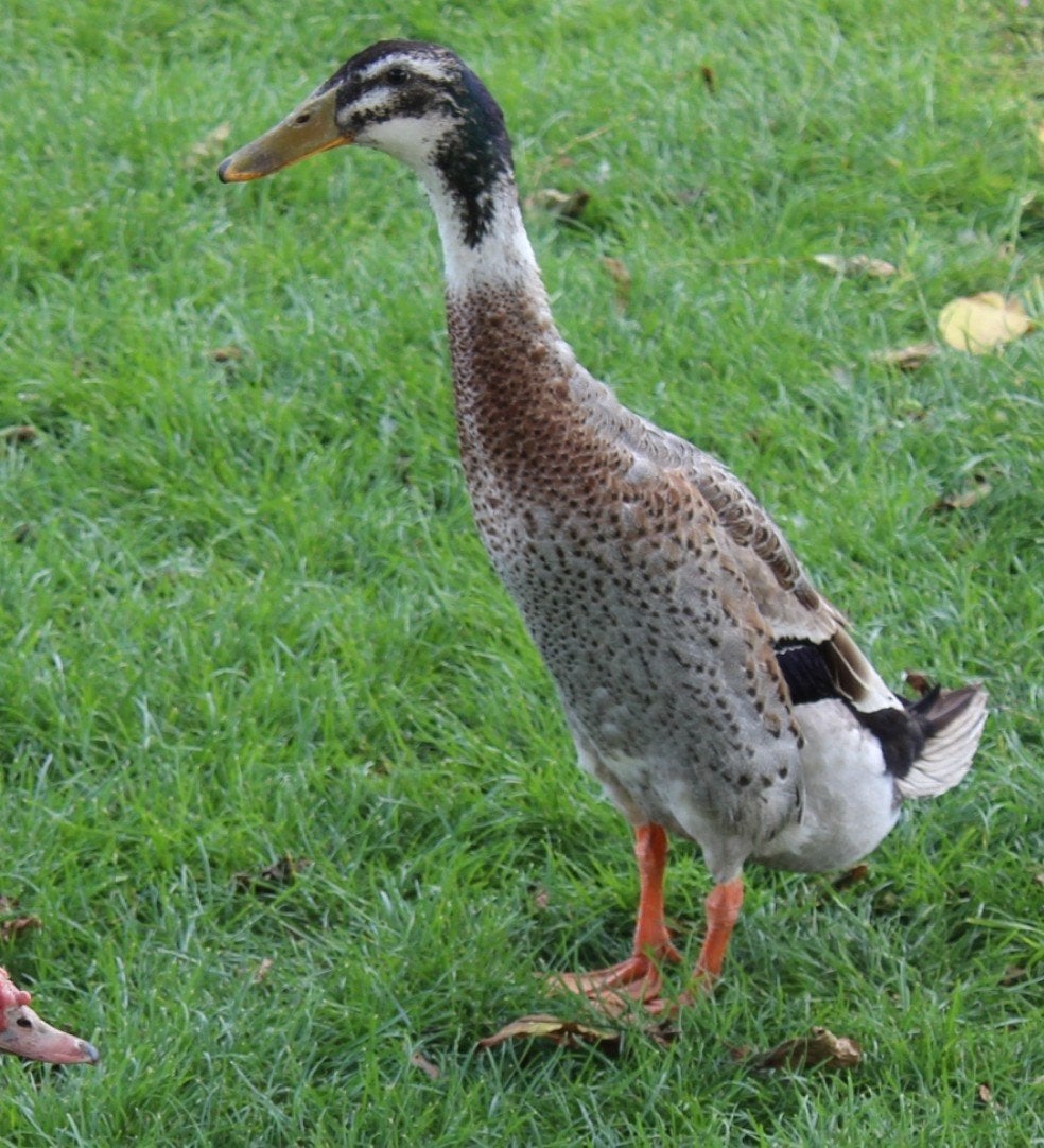 Indische loopeend, Dieren en Toebehoren, Pluimvee