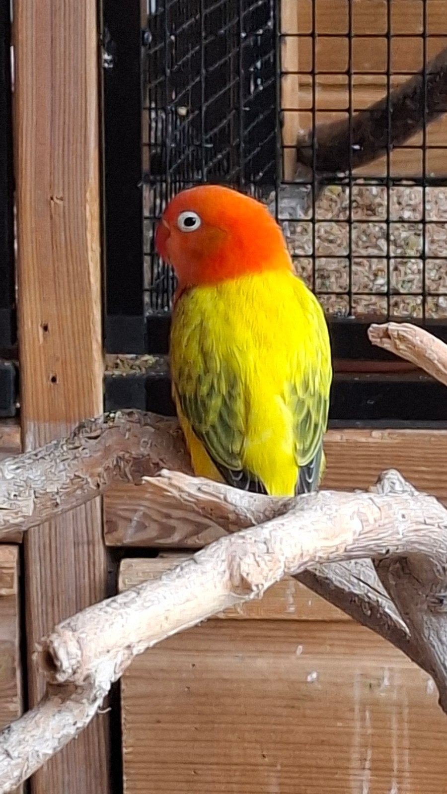 Dwergpapegaai agapornis fisherie, Plusieurs animaux, Perroquet nain ou Inséparable, Bagué